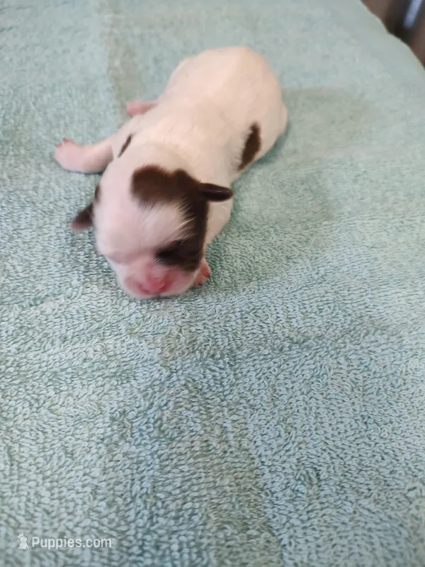 Ellie's #2-M-CKC – Shih Tzu puppy for sale in Greensboro, NC