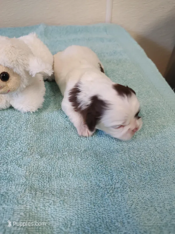 Ellie's #2-M-CKC – Shih Tzu puppy for sale in Greensboro, NC