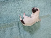 Ellie's #2-M-CKC, a male Shih Tzu for sale in Greensboro, NC – Photo 4 of 4