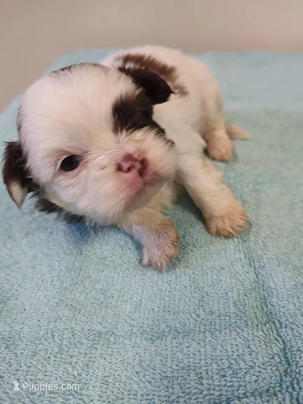 Ellie's #2-M-CKC – Shih Tzu puppy for sale in Greensboro, NC