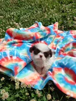 Ellie's #1 - M - CKC, a male Shih Tzu for sale in Greensboro, NC – 5 of 7