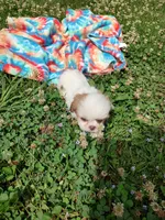 Ellie's #3-M-CKC, a male Shih Tzu for sale in Greensboro, NC – 7 of 8
