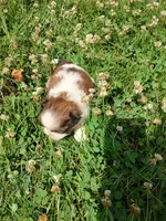 Bailey's #2-M-CKC, a male Shih Tzu for sale in Greensboro, NC – 4 of 7