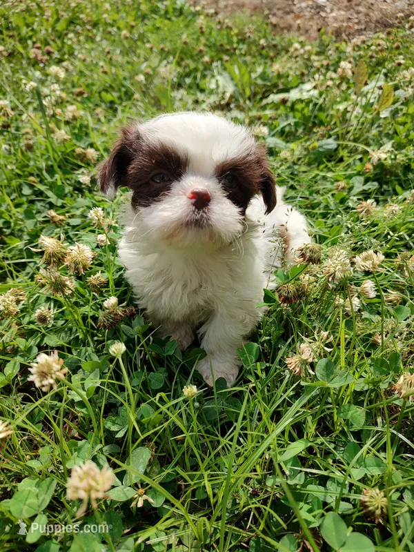 Ellie's #1 - M - CKC – Shih Tzu puppy for sale in Greensboro, NC