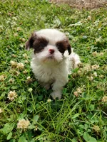 Ellie's #1 - M - CKC, a male Shih Tzu for sale in Greensboro, NC – 1 of 7