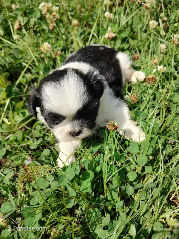Bailey's #1-M-CKC – Shih Tzu puppy for sale in Greensboro, NC
