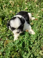 Bailey's #1-M-CKC, a male Shih Tzu for sale in Greensboro, NC – 1 of 7