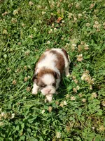 Bailey's #2-M-CKC, a male Shih Tzu for sale in Greensboro, NC – 5 of 7