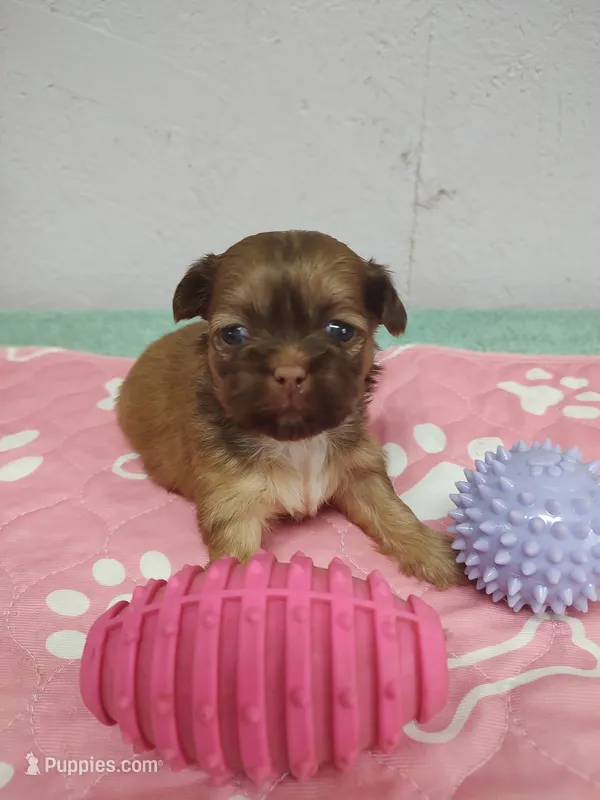 Brownie's #5-F-CKC – Shih Tzu puppy for sale in Greensboro, NC