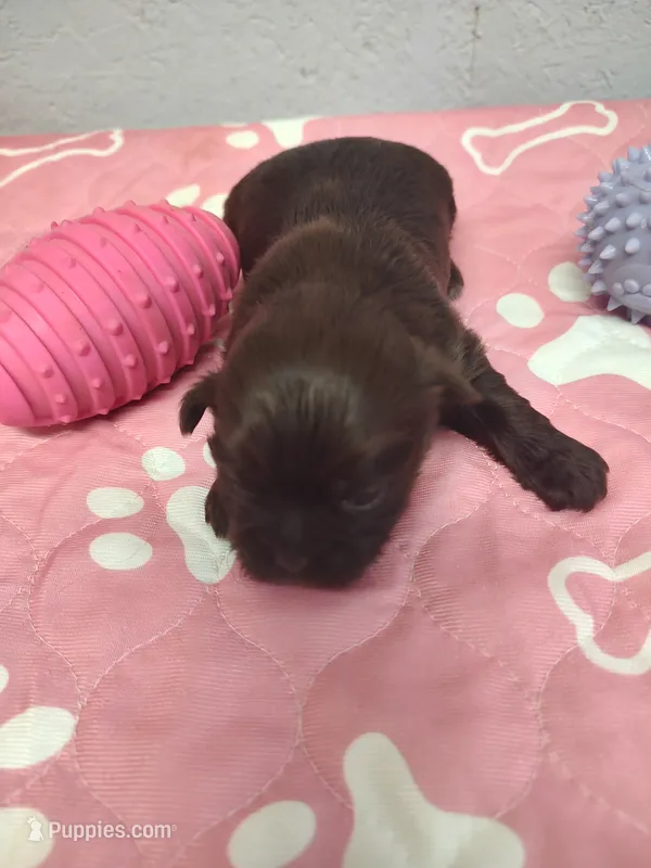 Brownie's #4-F-CKC – Shih Tzu puppy for sale in Greensboro, NC