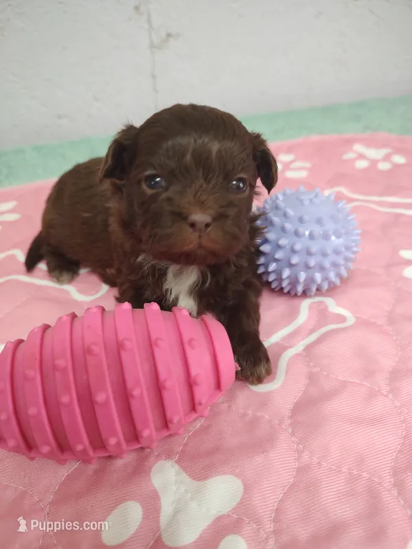 Brownie's #1-F-CKC – Shih Tzu puppy for sale in Greensboro, NC