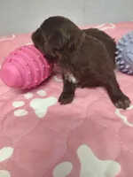 Brownie's #3-F-CKC, a female Shih Tzu for sale in Greensboro, NC – 2 of 5