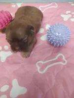 Brownie's #5-F-CKC, a female Shih Tzu for sale in Greensboro, NC – 5 of 6