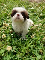 Ellie's #1 - M - CKC, a male Shih Tzu for sale in Greensboro, NC – 3 of 7
