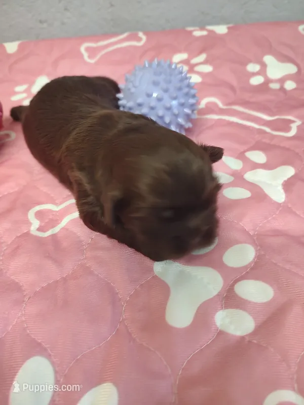 Brownie's #2-F-CKC – Shih Tzu puppy for sale in Greensboro, NC