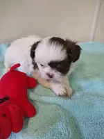 Ellie's #2-M-CKC, a male Shih Tzu for sale in Greensboro, NC – 7 of 8