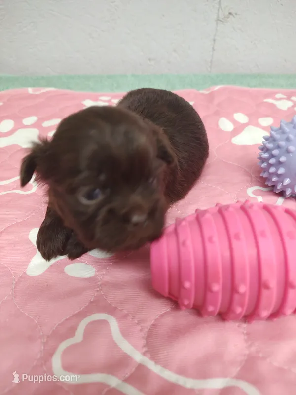 Brownie's #4-F-CKC – Shih Tzu puppy for sale in Greensboro, NC