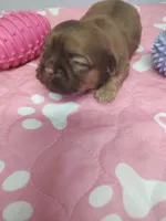 Brownie's #5-F-CKC, a female Shih Tzu for sale in Greensboro, NC – 2 of 6