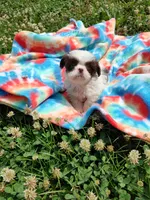 Ellie's #1 - M - CKC, a male Shih Tzu for sale in Greensboro, NC – 2 of 7