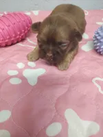 Brownie's #5-F-CKC, a female Shih Tzu for sale in Greensboro, NC – 6 of 6