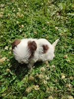 Ellie's #1 - M - CKC, a male Shih Tzu for sale in Greensboro, NC – 6 of 7