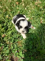 Bailey's #1-M-CKC, a male Shih Tzu for sale in Greensboro, NC – 6 of 7