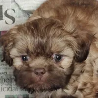 Brownie's #2 CKC M, a male Shih Tzu for sale in Greensboro, NC – Photo 5 of 7
