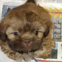 Brownie's #2 CKC M, a male Shih Tzu for sale in Greensboro, NC – Photo 1 of 7