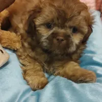 Brownie's #2 CKC M, a male Shih Tzu for sale in Greensboro, NC – Photo 6 of 7