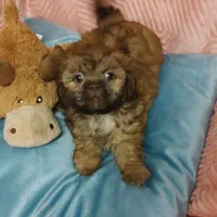 Brownie's #2 CKC M, a male Shih Tzu for sale in Greensboro, NC – Photo 2 of 7