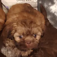 Brownie's #2 CKC M, a male Shih Tzu for sale in Greensboro, NC – Photo 3 of 7