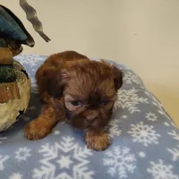 Brownie's #2 CKC M, a male Shih Tzu for sale in Greensboro, NC – Photo 7 of 7