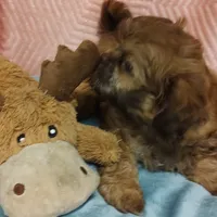 Brownie's #2 CKC M, a male Shih Tzu for sale in Greensboro, NC – Photo 4 of 7