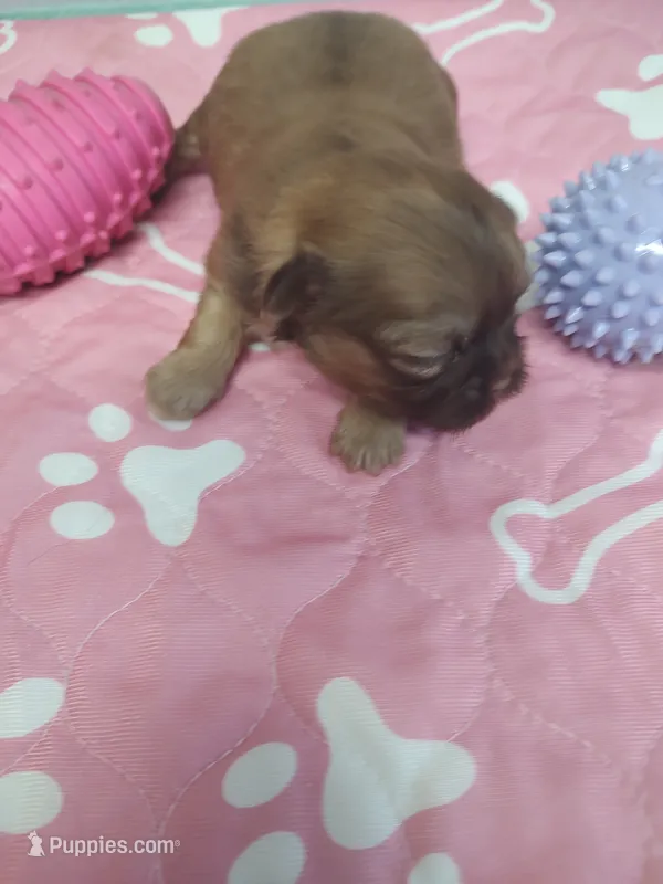 Brownie's #5-F-CKC – Shih Tzu puppy for sale in Greensboro, NC