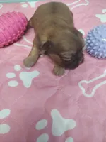 Brownie's #5-F-CKC, a female Shih Tzu for sale in Greensboro, NC – 1 of 6