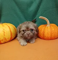 Brownie's #7, a female Shih Tzu for sale in Greensboro, NC – 2 of 4