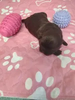 Brownie's #2-F-CKC, a female Shih Tzu for sale in Greensboro, NC – 4 of 5