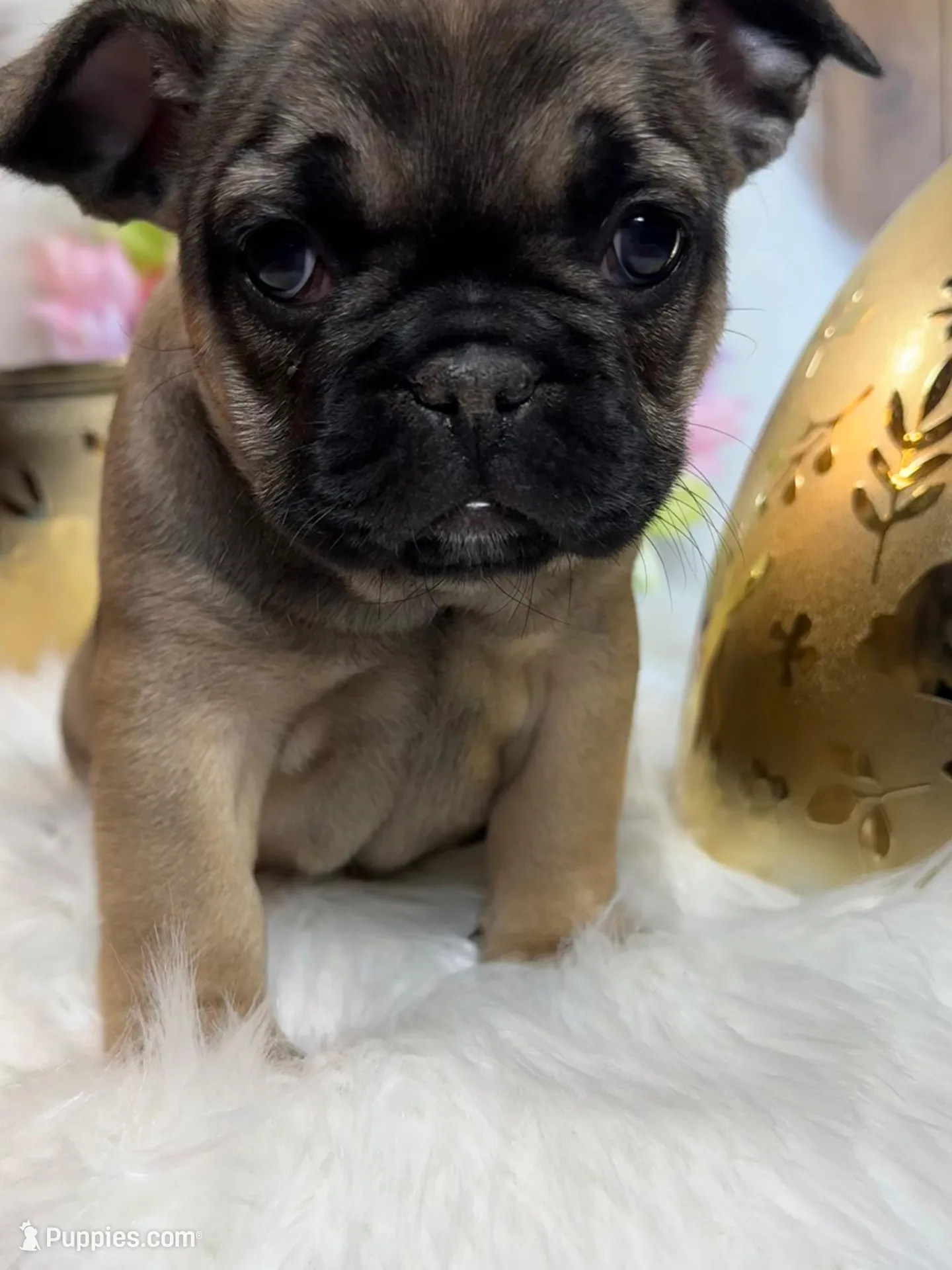 Sugar AKC – French Bulldog puppy for sale in Indianapolis, IN