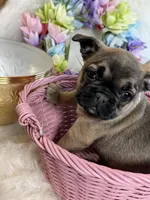 Sugar AKC, a female French Bulldog for sale in Indianapolis, IN – Photo 4 of 5