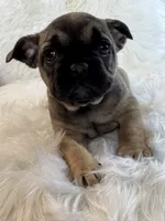 Sugar AKC, a female French Bulldog for sale in Indianapolis, IN – Photo 2 of 5