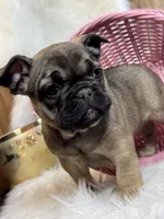 Sugar AKC, a female French Bulldog for sale in Indianapolis, IN – Photo 5 of 5