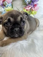 Sugar AKC, a female French Bulldog for sale in Indianapolis, IN – Photo 3 of 5