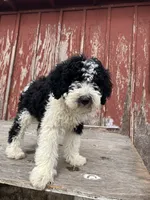 Zorro , a male Goldendoodle for sale in Oakdale, CA – 6 of 8