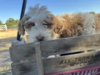 Sora , a female Goldendoodle for sale in Oakdale, CA – 7 of 9