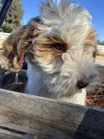 Sora , a female Goldendoodle for sale in Oakdale, CA – 5 of 9