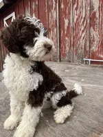 Mr. Frohicky , a male Goldendoodle for sale in Oakdale, CA – 4 of 9