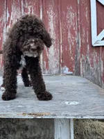 Jay Walker , a male Goldendoodle for sale in Oakdale, CA – 6 of 8