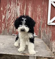 Zorro , a male Goldendoodle for sale in Oakdale, CA – 2 of 8