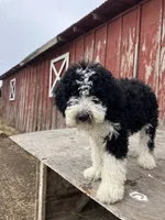 Zorro , a male Goldendoodle for sale in Oakdale, CA – 4 of 8