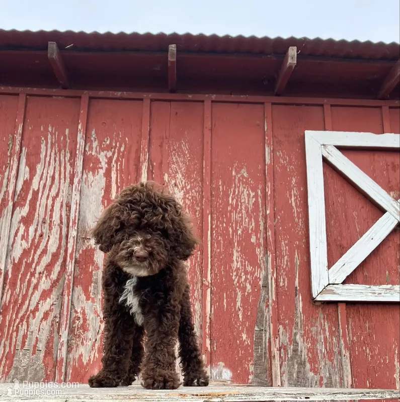 Jay Walker  – Goldendoodle puppy for sale in Oakdale, CA
